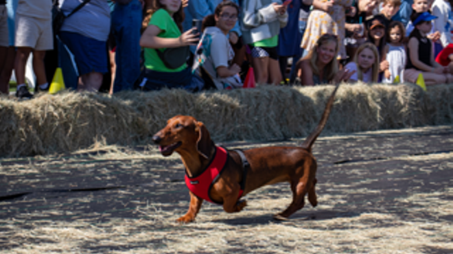Image: Savannah Wiener Dog Races