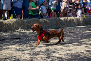 Image: Savannah Wiener Dog Races