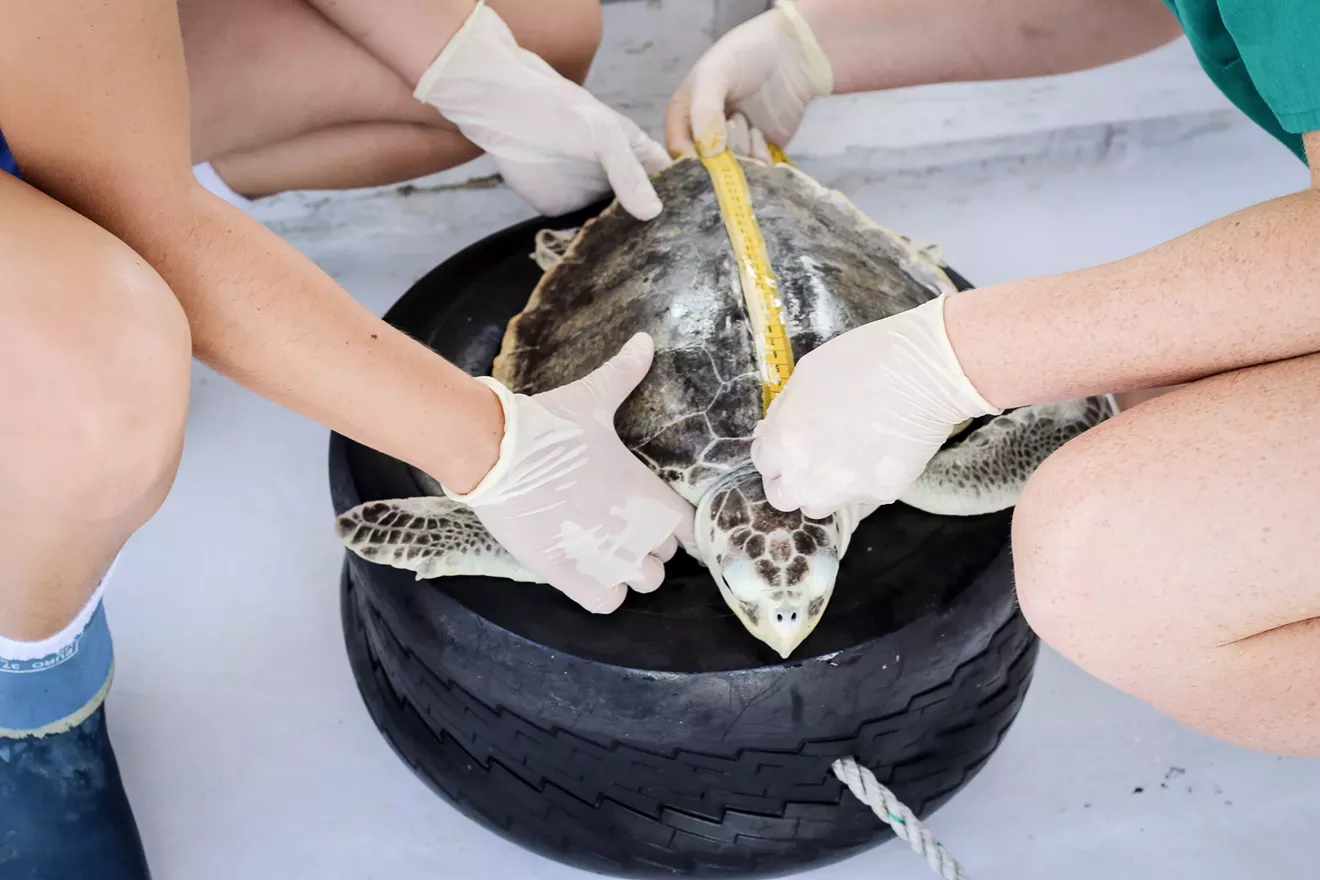 sea-turtle-studies.webp