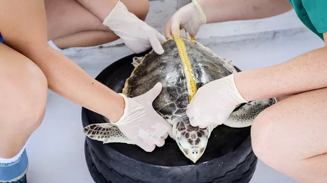 Image: Sea Turtle Studies
