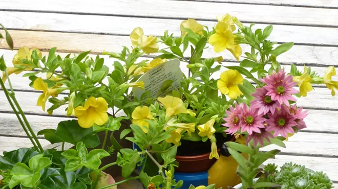 Image: Spring Plant Sale ~ A fundraiser for Savannah Botanical Gardens