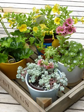 Image: Spring Plant Sale ~ A fundraiser for Savannah Botanical Gardens