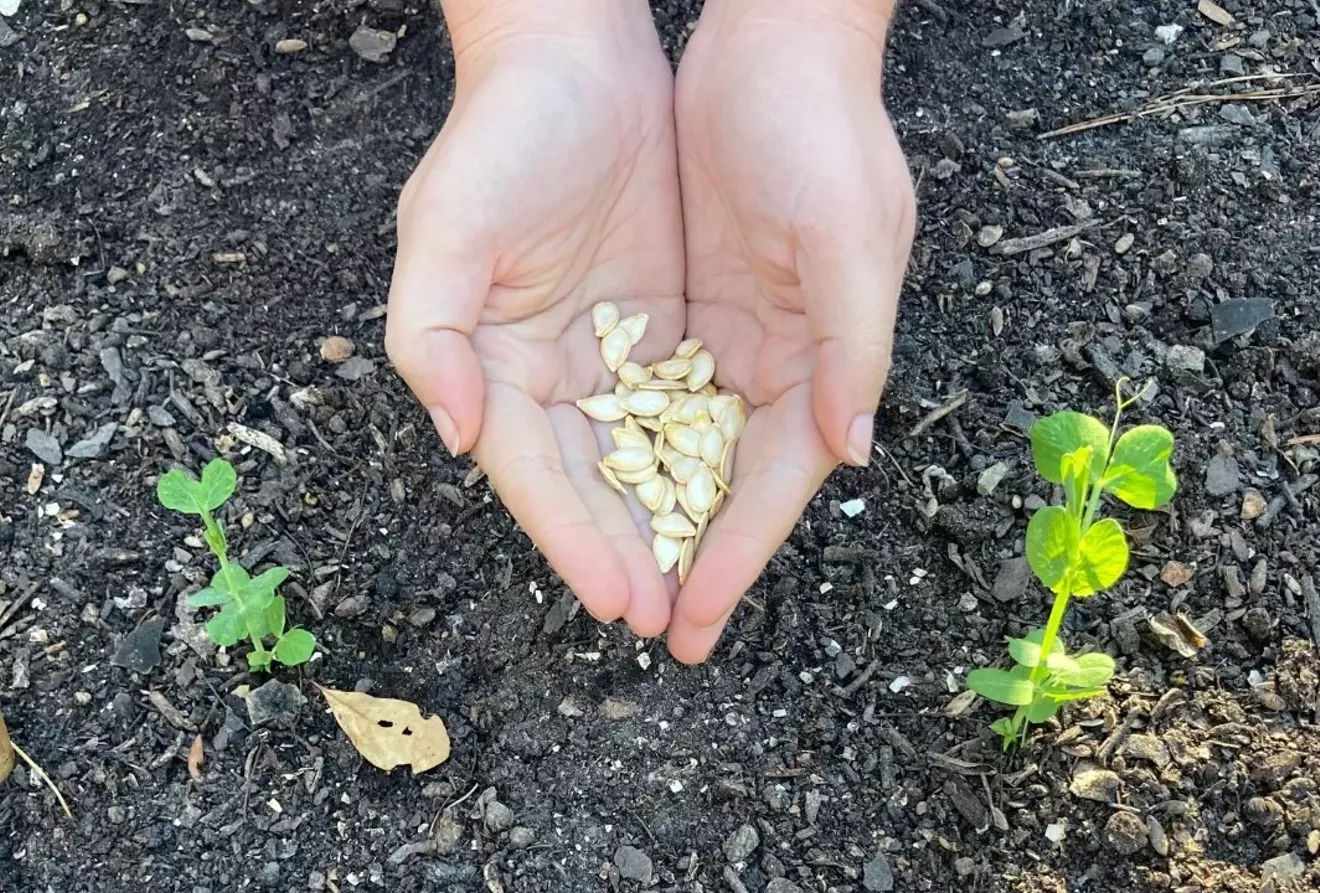 seeds_pic.webp