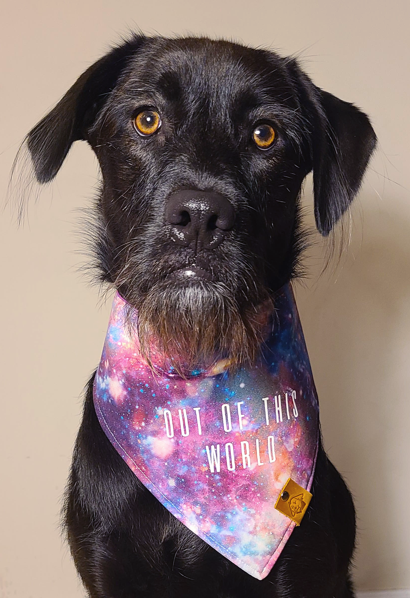 Rescue dog Millie - the Bearded Lady - models a Bearded Lady Bandana ahead of the upcoming Tails & Ales Festival.