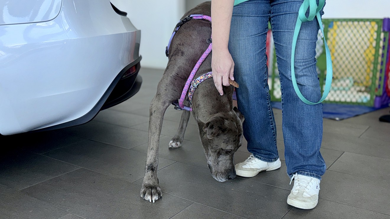 Tesla Hosts Renegade Paws Dog Adoption Event