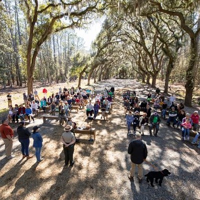 TREES PLEASE: The Wormsloe Tree Replacement Project ensures a sustainable future for the iconic Avenue of Oaks