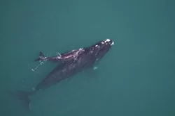 Groups sue to prevent seismic airgun blasting off Georgia and South Carolina coast