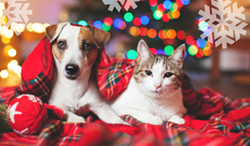 No-fee adoptions at Animal Services through end of year