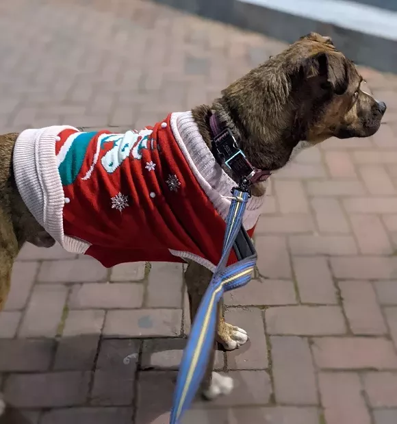 2020 holiday Pack Walk lets local dogs strut their stuff