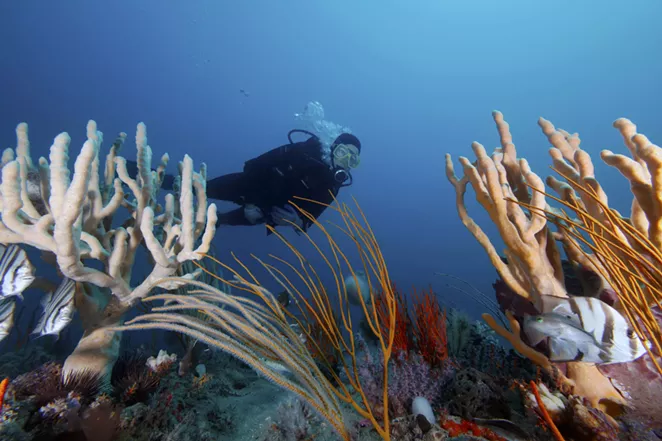 Savannah celebrates 40 years of protected status for Gray&rsquo;s Reef