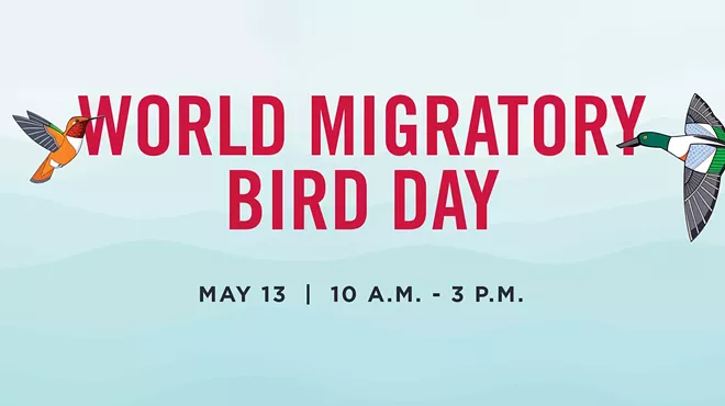 Image: World Migratory Bird Day